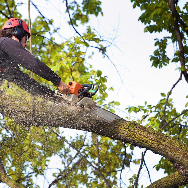 Landscaping in Corpus Christi & San Antonio
