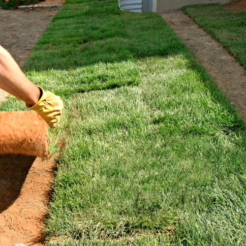 Landscaping in Corpus Christi & San Antonio