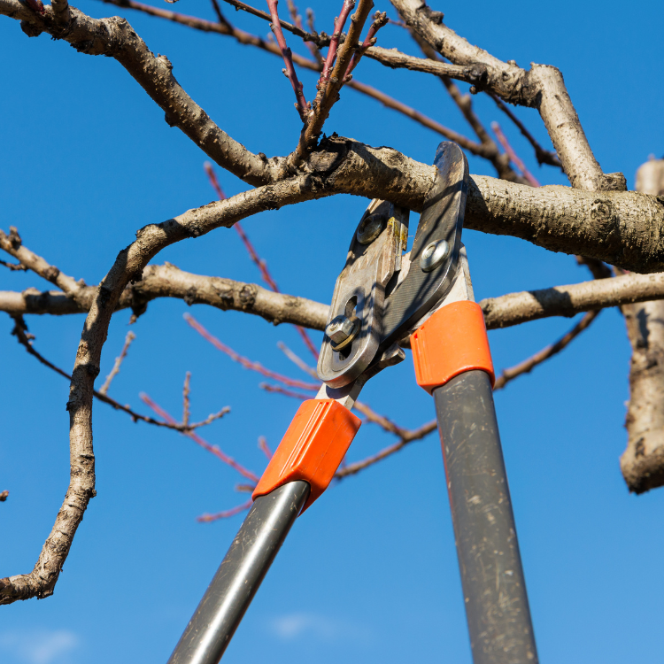 Landscaping in Corpus Christi & San Antonio