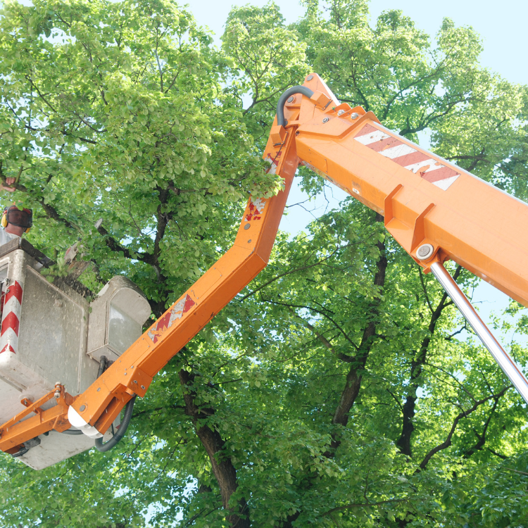 Landscaping in Corpus Christi & San Antonio