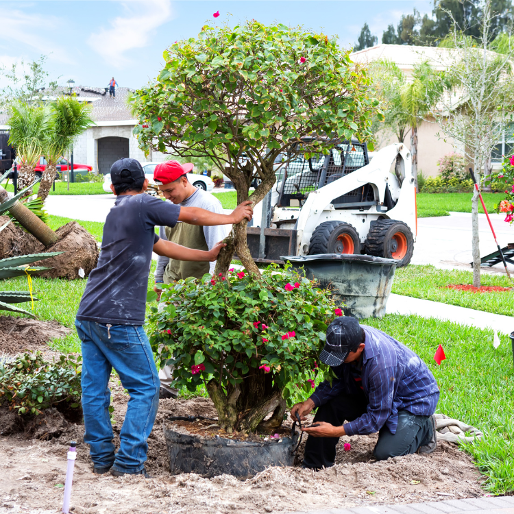 Landscaping in Corpus Christi & San Antonio